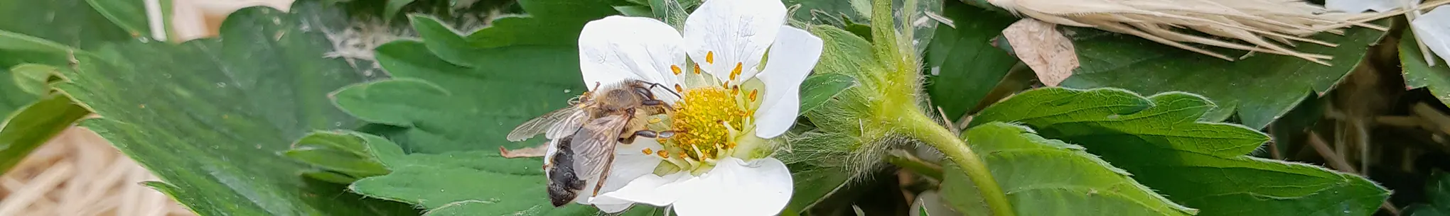 Biene auf einer weissen Erdbeerblüte zwischen grünen Erdbeerblättern