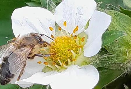 Biene auf einer weissen Erdbeerblüte zwischen grünen Erdbeerblättern