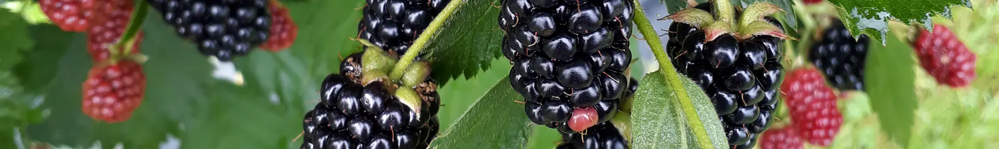 Reife schwarze und noch rote Brombeeren an der Ranke