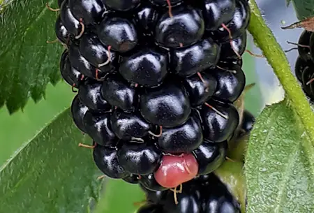 Reife schwarze und noch rote Brombeeren an der Ranke