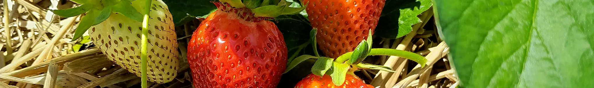 Reife rote und eine noch weisse Erdbeere im Stroh, daneben ein grosses Erdbeerblatt