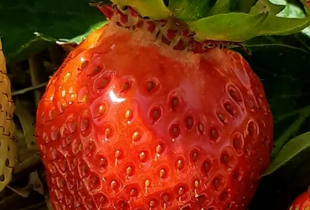 Reife rote und eine noch weisse Erdbeere im Stroh, daneben ein grosses Erdbeerblatt