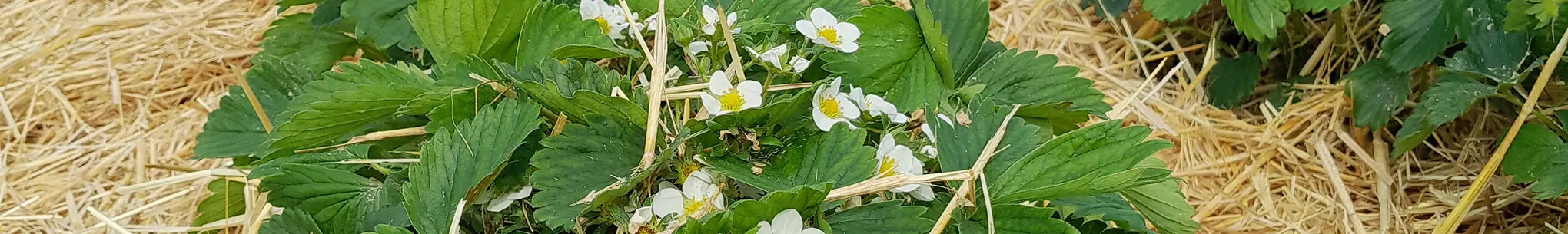 Erdbeerpflanzen mit weissen Blüten, dazwischen liegt Stroh