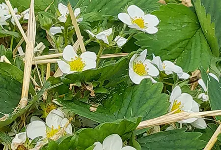 Erdbeerpflanzen mit weissen Blüten, dazwischen liegt Stroh