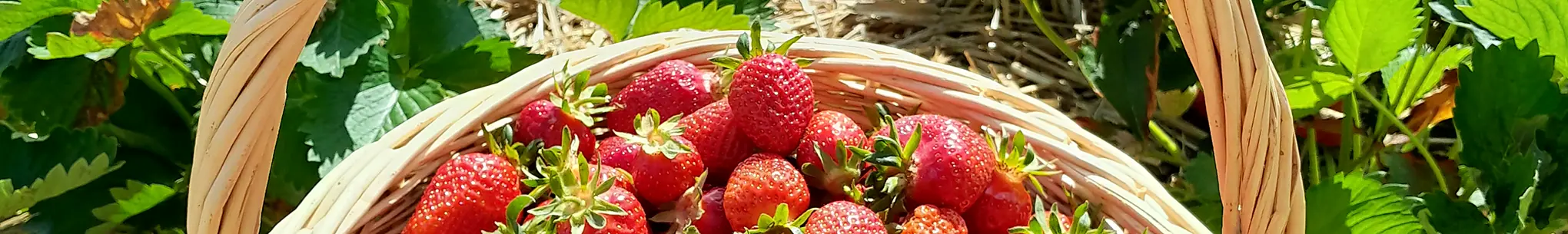 Geflochtener Korb voller frisch gepflückter Erdbeeren im Erdbeerfeld