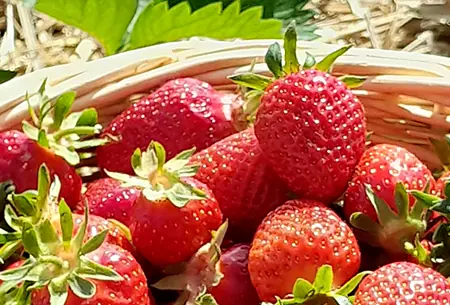 Geflochtener Korb voller frisch gepflückter Erdbeeren im Erdbeerfeld
