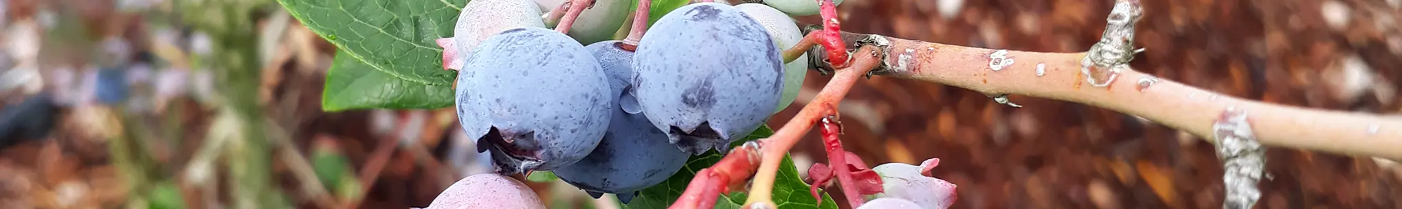 Grosse, reife blaue Heidelbeeren an rot gefärbten Stielen