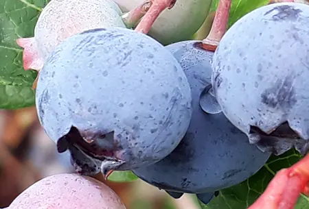 Grosse, reife blaue Heidelbeeren an rot gefärbten Stielen