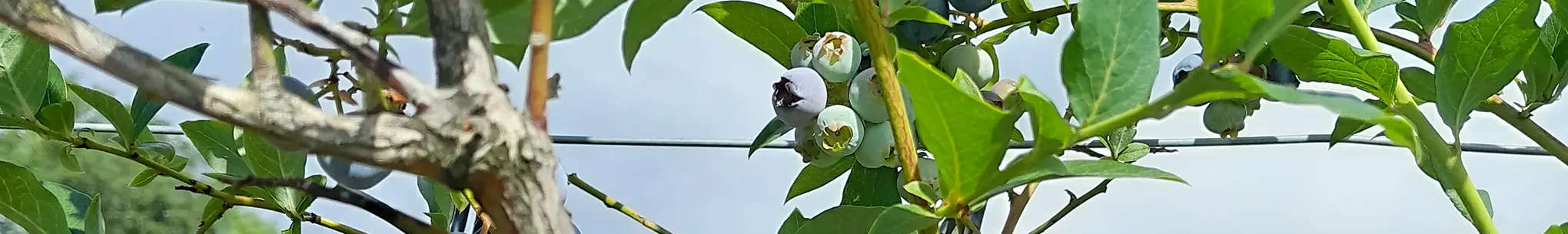 Noch grüne und erste bläuliche Heidelbeeren an einem Zweig