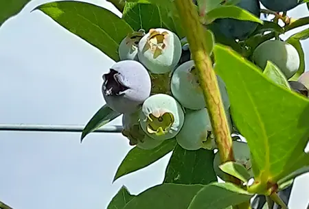 Noch grüne und erste bläuliche Heidelbeeren an einem Zweig