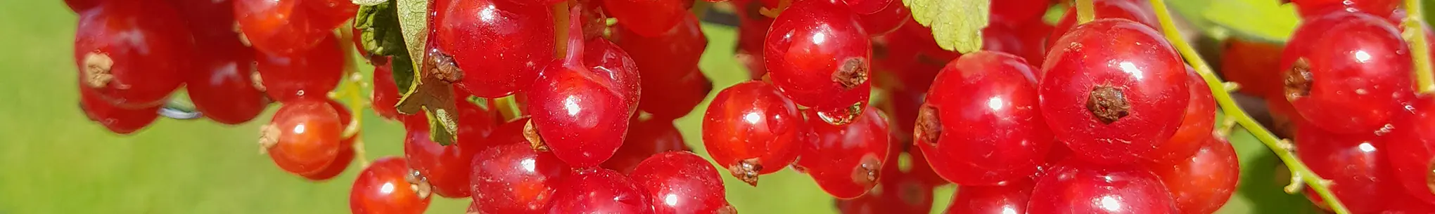 Dicht behangene Trauben roter Johannisbeeren
