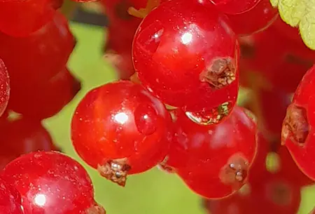 Dicht behangene Trauben roter Johannisbeeren