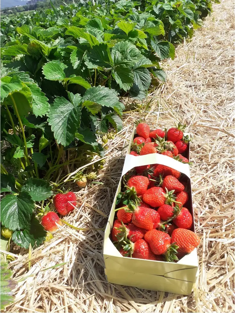Kartonschale voller frisch gepflückter Erdbeeren im Stroh, links davon die Erdbeerpflanzen