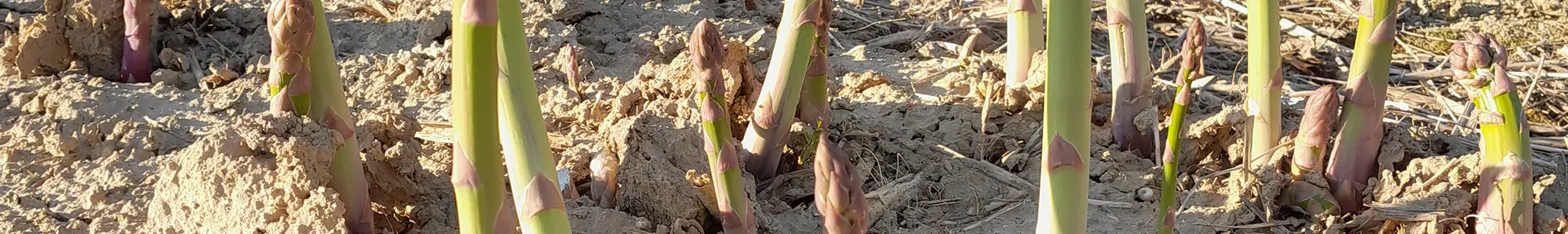 Grünspargel-Spitzen, die aus dem Ackerboden wachsen