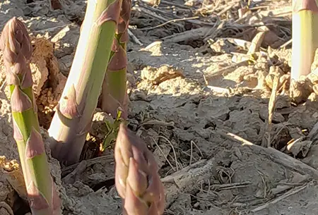Grünspargel-Spitzen, die aus dem Ackerboden wachsen