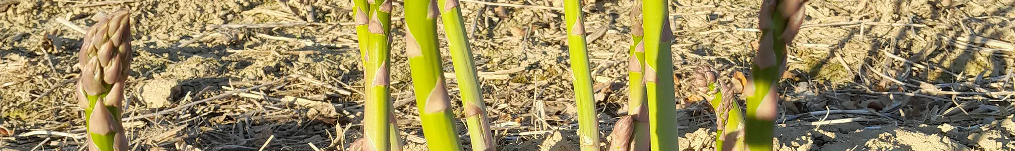Grünspargel-Stangen im Feld, links im Vordergrund eine Spargelspitze
