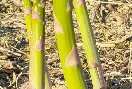 Grünspargel-Stangen im Feld, links im Vordergrund eine Spargelspitze