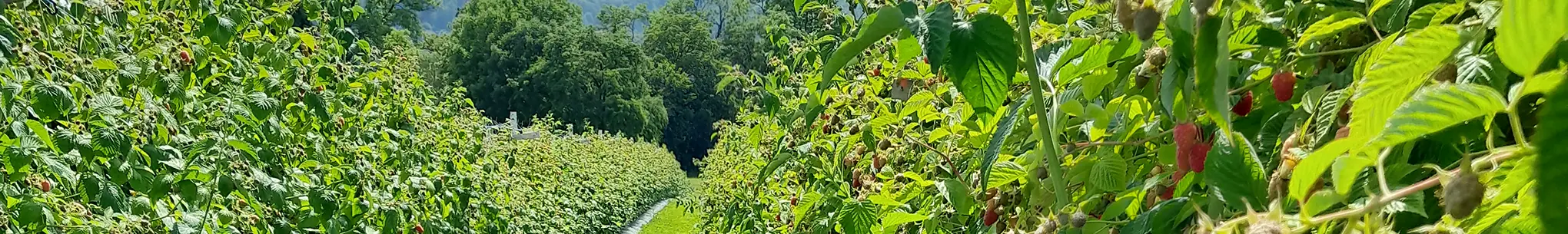 Beerensträucher in einer langen Reihe, rechts reifen rote Früchte