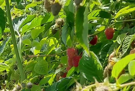 Beerensträucher in einer langen Reihe, rechts reifen rote Früchte