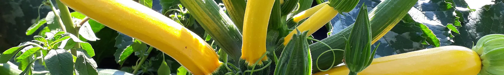 Gelbe Zucchetti an der Pflanze zwischen grünen Blättern und Blütenknospen