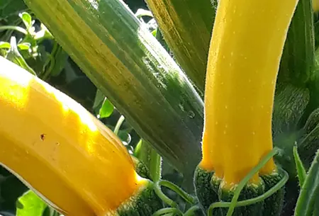 Gelbe Zucchetti an der Pflanze zwischen grünen Blättern und Blütenknospen