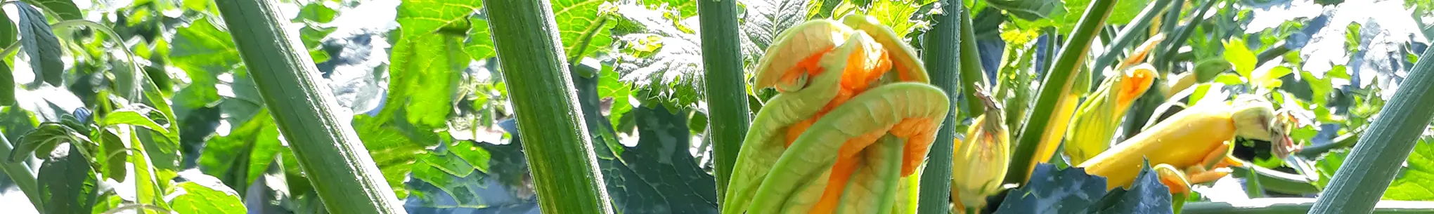 Zucchetti-Pflanze mit orangen Blüten und jungen gelben Früchten