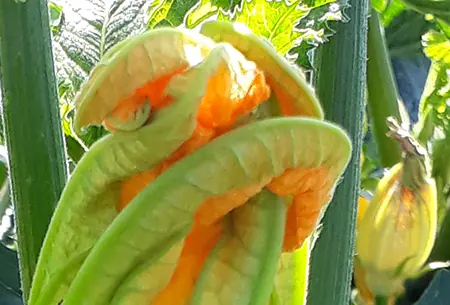 Zucchetti-Pflanze mit orangen Blüten und jungen gelben Früchten